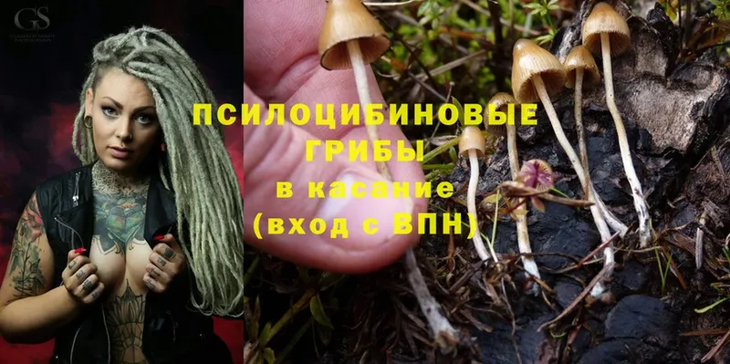 Галлюциногенные грибы Psilocybine cubensis  Владивосток 